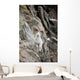 A Curious Full-Curled Dall Sheep Ram Perches Wall Mural