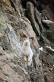A Curious Full-Curled Dall Sheep Ram Perches Wall Mural