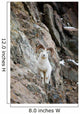 A Curious Full-Curled Dall Sheep Ram Perches Wall Mural