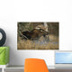 Bull Moose Runs Through Water Spashling Captive Ak Sc Autumn Wall Mural