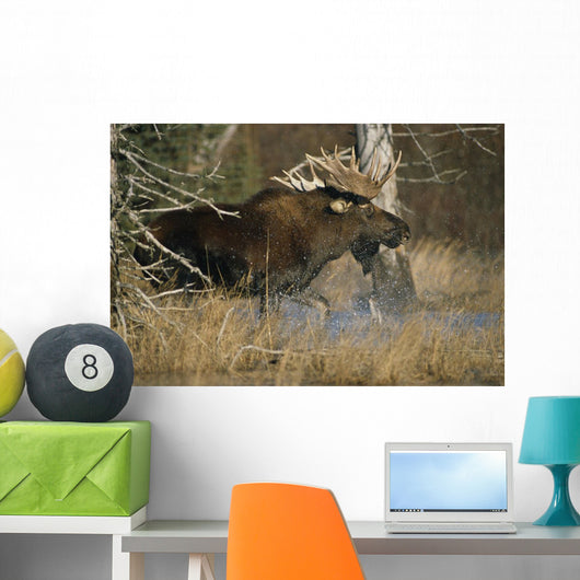 Bull Moose Runs Through Water Spashling Captive Ak Sc Autumn Wall Mural