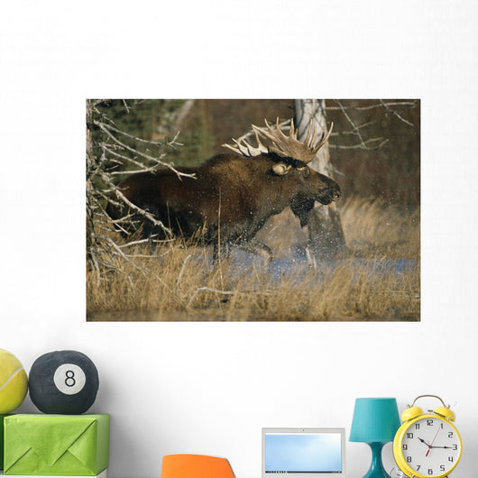 Bull Moose Runs Through Water Spashling Captive Ak Sc Autumn Wall Mural