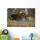 Bull Moose Runs Through Water Spashling Captive Ak Sc Autumn Wall Mural