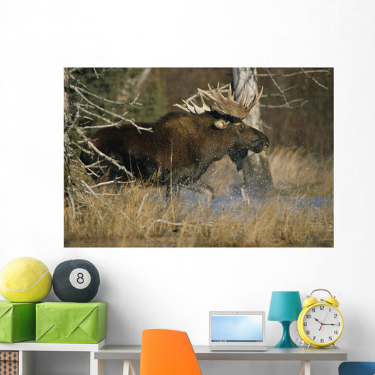 Bull Moose Runs Through Water Spashling Captive Ak Sc Autumn Wall Mural