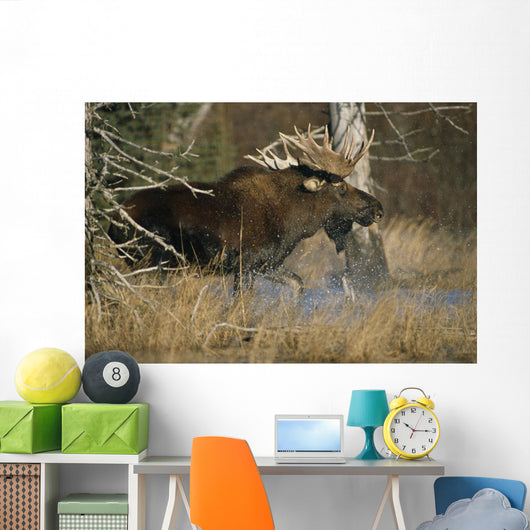 Bull Moose Runs Through Water Spashling Captive Ak Sc Autumn Wall Mural