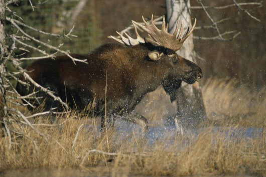 Bull Moose Runs Through Water Spashling Captive Ak Sc Autumn Wall Mural