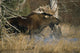 Bull Moose Runs Through Water Spashling Captive Ak Sc Autumn Wall Mural
