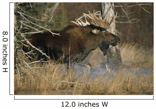 Bull Moose Runs Through Water Spashling Captive Ak Sc Autumn Wall Mural