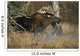 Bull Moose Runs Through Water Spashling Captive Ak Sc Autumn Wall Mural