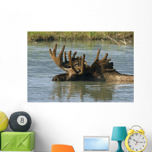 Bull Moose In Deep Pond Captive Sc Alaska Summer Wall Mural