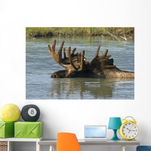 Bull Moose In Deep Pond Captive Sc Alaska Summer Wall Mural