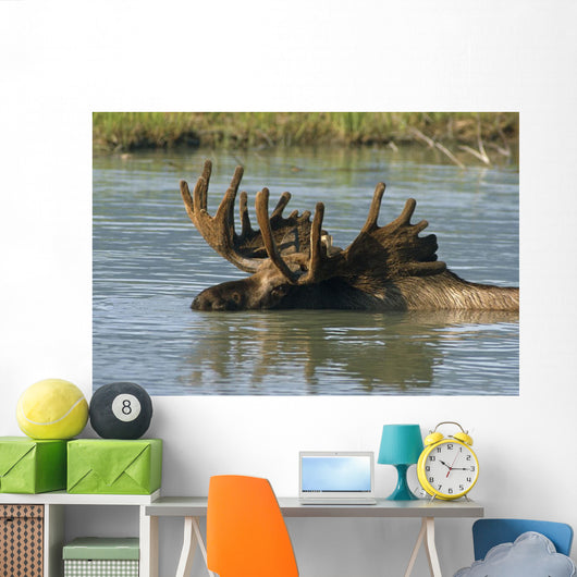 Bull Moose In Deep Pond Captive Sc Alaska Summer Wall Mural