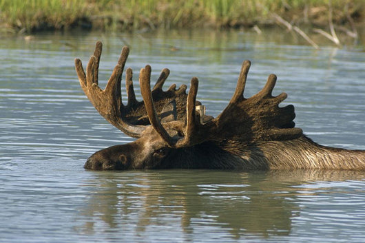 Bull Moose In Deep Pond Captive Sc Alaska Summer Wall Mural