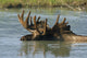 Bull Moose In Deep Pond Captive Sc Alaska Summer Wall Mural