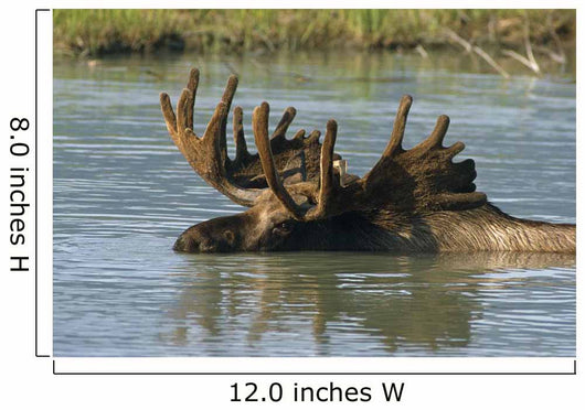 Bull Moose In Deep Pond Captive Sc Alaska Summer Wall Mural