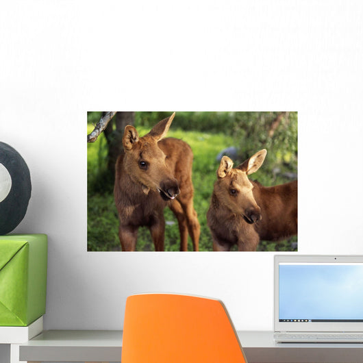 Close Up Of Two Captive Moose Calves Wall Mural
