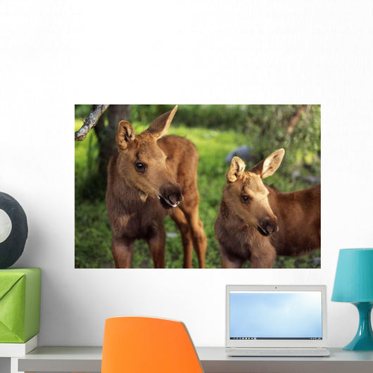 Close Up Of Two Captive Moose Calves Wall Mural