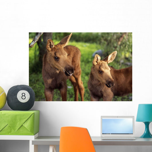 Close Up Of Two Captive Moose Calves Wall Mural