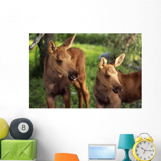 Close Up Of Two Captive Moose Calves Wall Mural