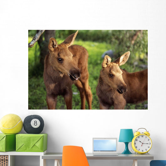 Close Up Of Two Captive Moose Calves Wall Mural