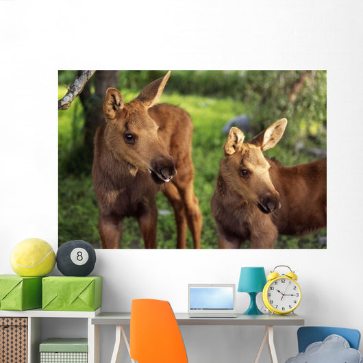 Close Up Of Two Captive Moose Calves Wall Mural