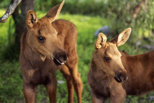 Close Up Of Two Captive Moose Calves Wall Mural