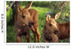 Close Up Of Two Captive Moose Calves Wall Mural