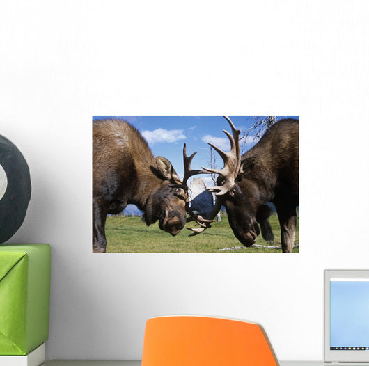 Two Captive Bull Moose Sparring With Each Other Wall Mural