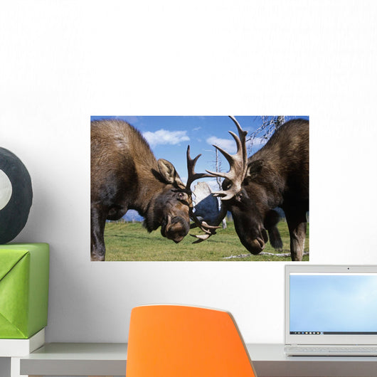 Two Captive Bull Moose Sparring With Each Other Wall Mural