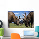 Two Captive Bull Moose Sparring With Each Other Wall Mural