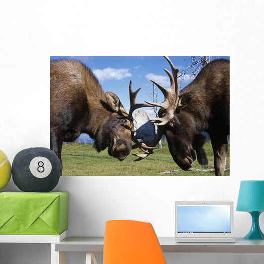 Two Captive Bull Moose Sparring With Each Other Wall Mural