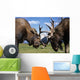 Two Captive Bull Moose Sparring With Each Other Wall Mural