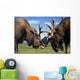 Two Captive Bull Moose Sparring With Each Other Wall Mural