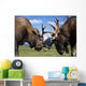 Two Captive Bull Moose Sparring With Each Other Wall Mural