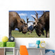Two Captive Bull Moose Sparring With Each Other Wall Mural