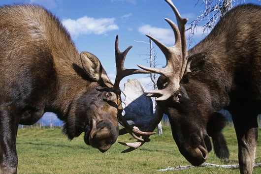 Two Captive Bull Moose Sparring With Each Other Wall Mural