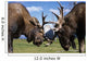 Two Captive Bull Moose Sparring With Each Other Wall Mural