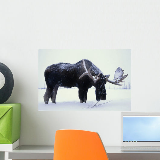 Captive Bull Moose Foraging For Food Wall Mural