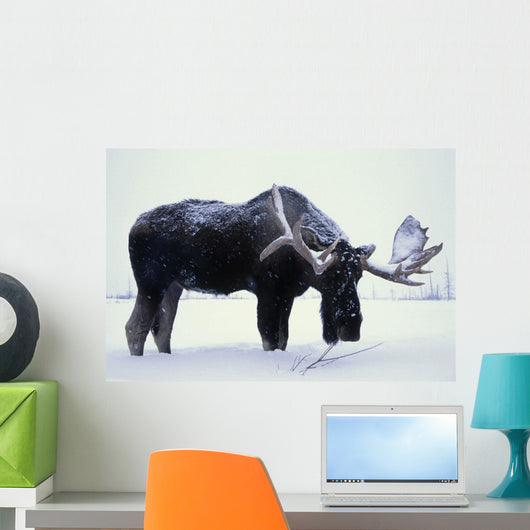 Captive Bull Moose Foraging For Food Wall Mural