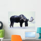 Captive Bull Moose Foraging For Food Wall Mural