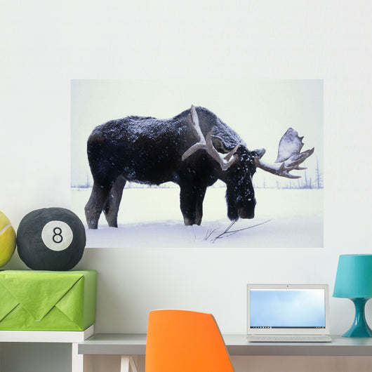 Captive Bull Moose Foraging For Food Wall Mural