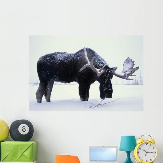 Captive Bull Moose Foraging For Food Wall Mural