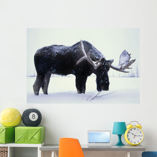 Captive Bull Moose Foraging For Food Wall Mural