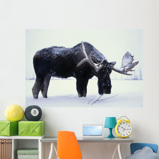 Captive Bull Moose Foraging For Food Wall Mural