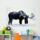 Captive Bull Moose Foraging For Food Wall Mural