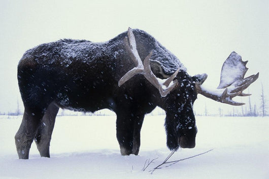 Captive Bull Moose Foraging For Food Wall Mural
