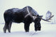 Captive Bull Moose Foraging For Food Wall Mural