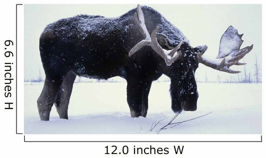 Captive Bull Moose Foraging For Food Wall Mural