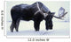 Captive Bull Moose Foraging For Food Wall Mural