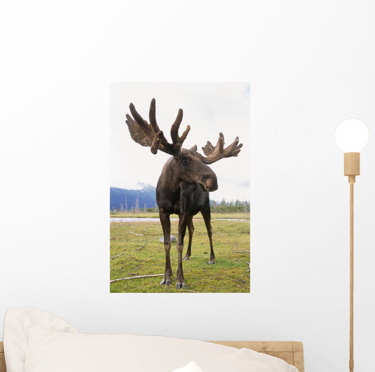 Captive Bull Moose Wall Mural